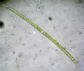 Closterium macilentum